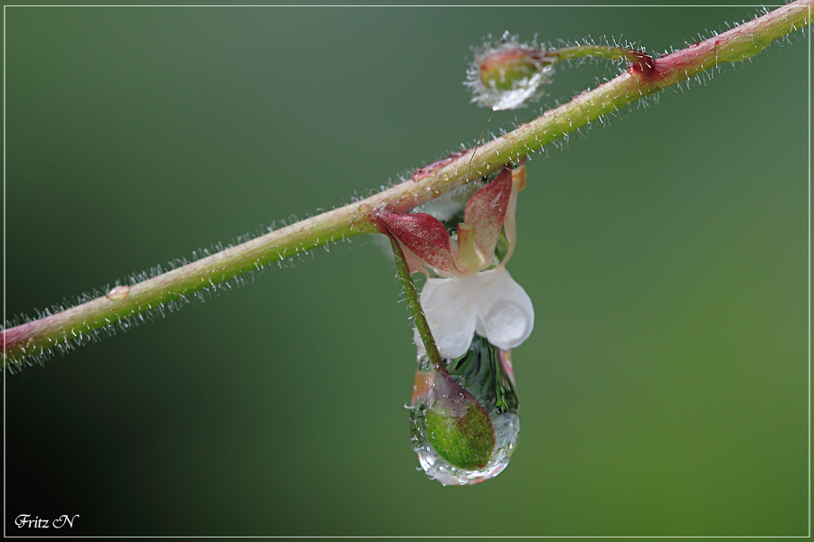 regen verschönert ...........