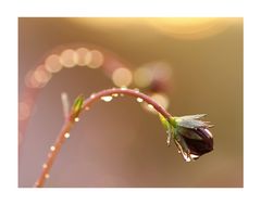 Regen von seiner schönen Seite