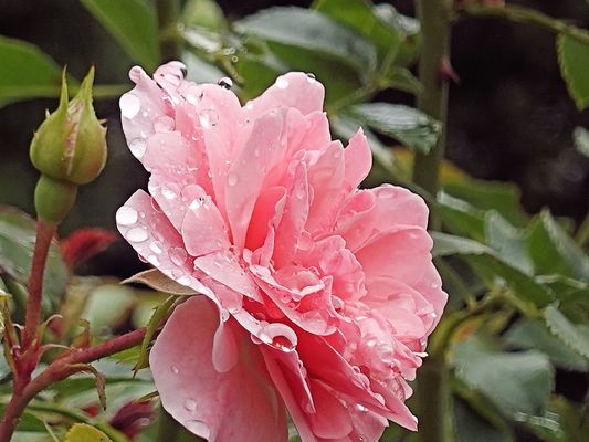 Regen von seiner schönsten Seite