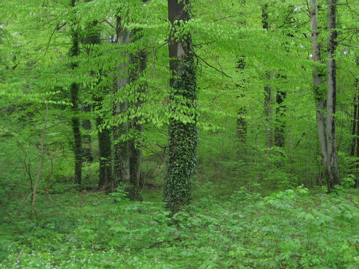 Regen-Wald