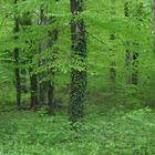 Regen-Wald