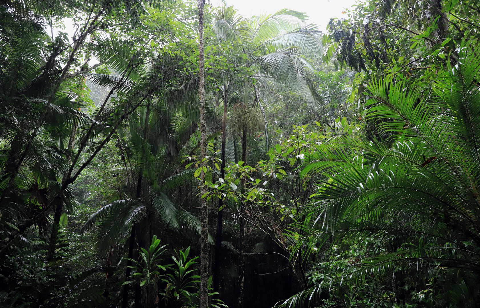 regen wald