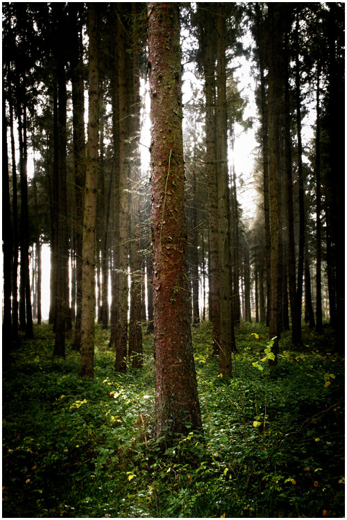 Regen || Wald