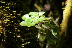 Regen-Wald