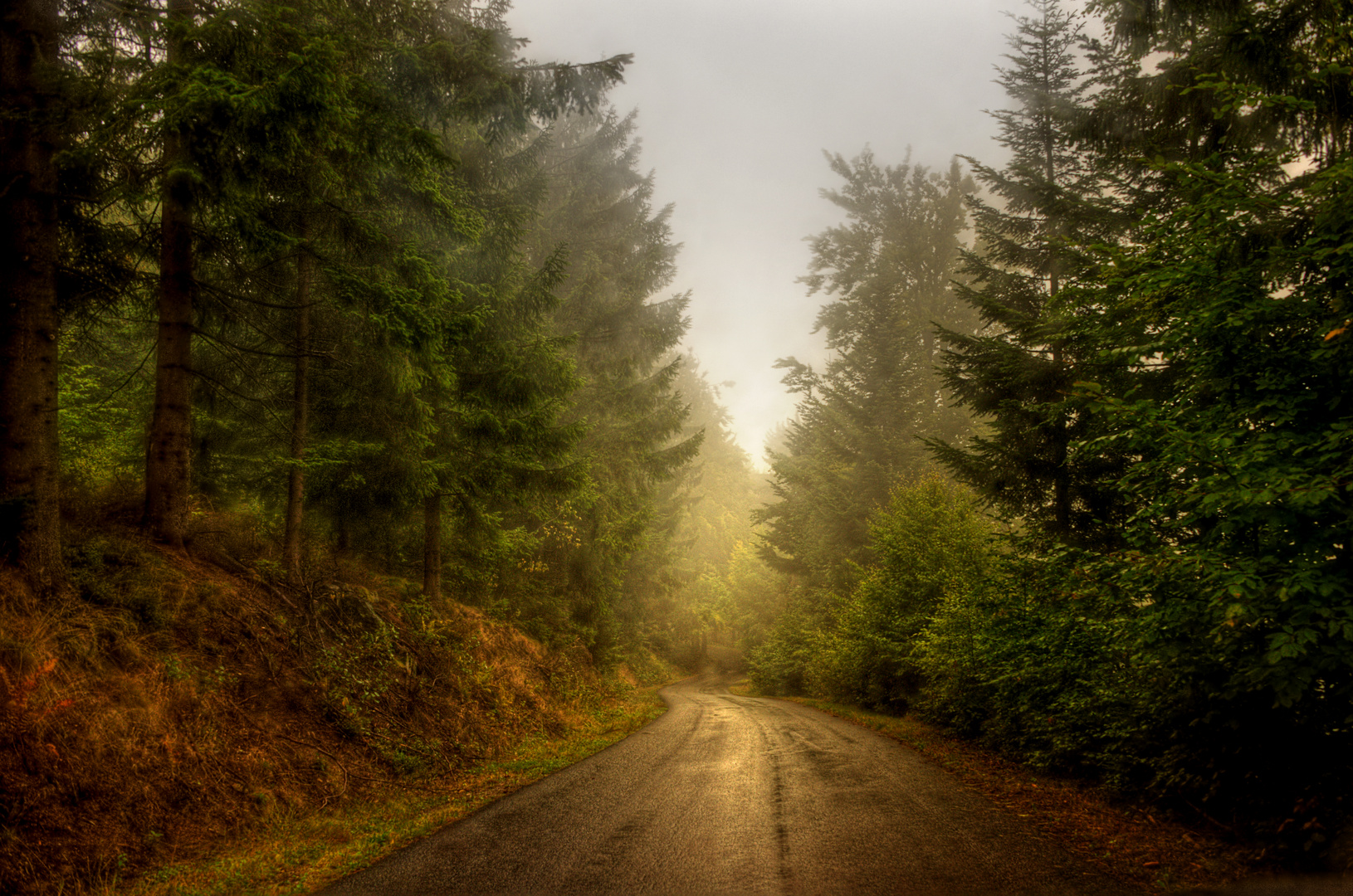 Regen-Wald