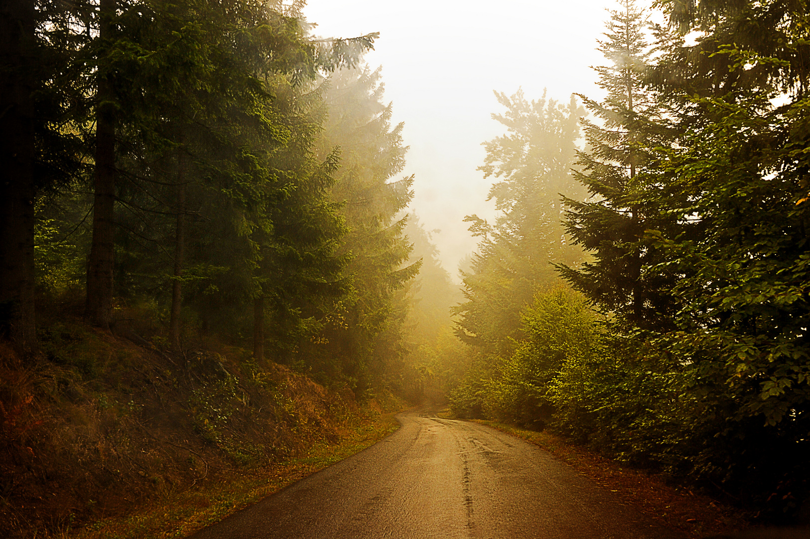 Regen-Wald - andere Bea