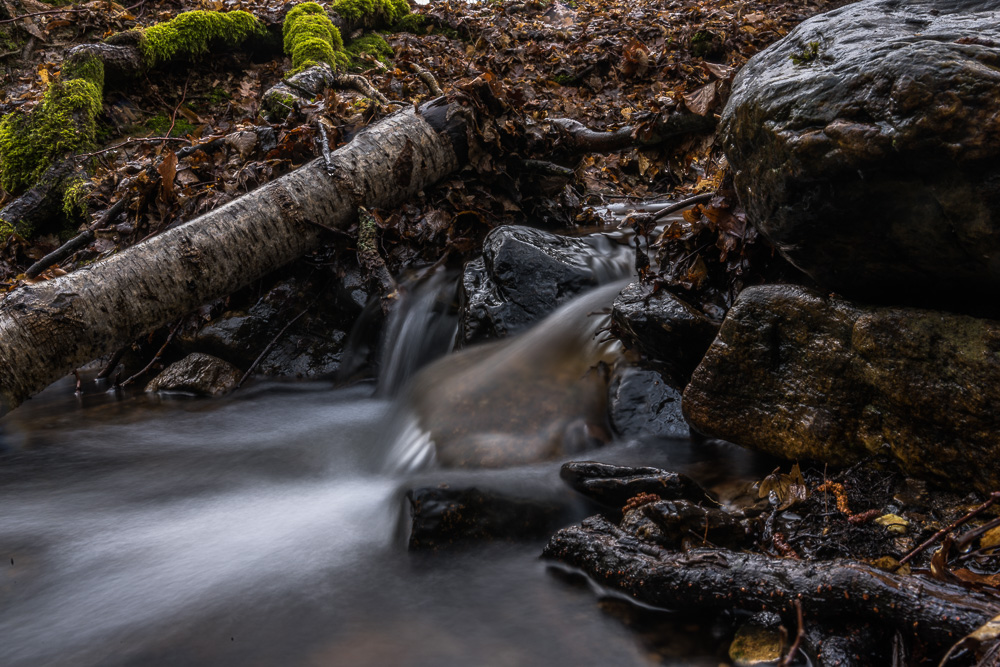 Regen-Wald III