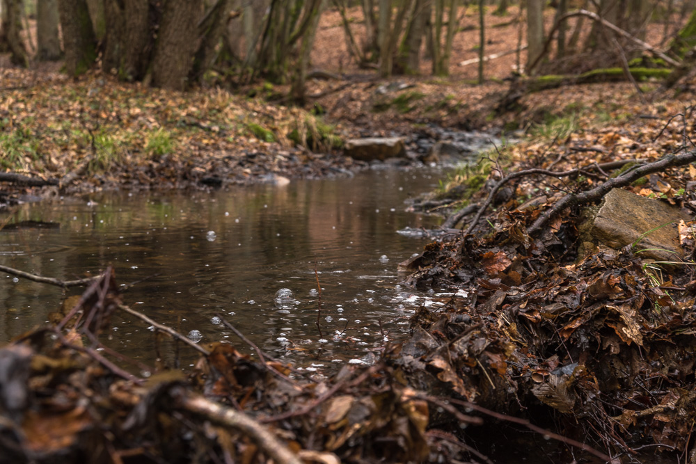 Regen-Wald IV