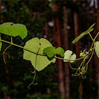 Regen, Wald und Reben