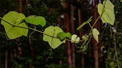 Regen, Wald und Reben