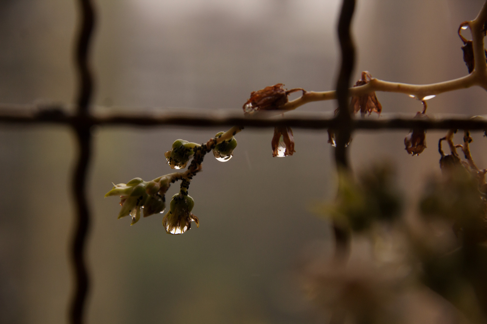 Regen, Wasser und Pflanzen 1