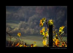 Regen Wein Blatt