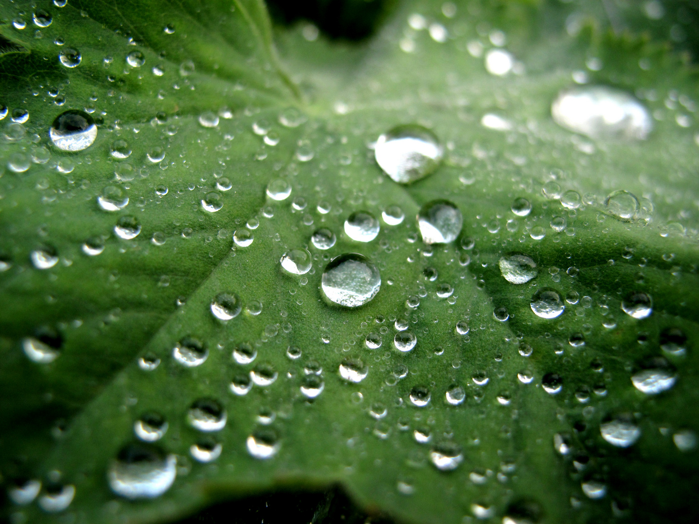 Regen wie Morgentau