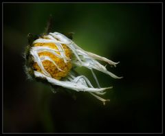 Regen, Wind und ein Gänseblümchen