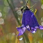 Regen - Zauber - Welt! - La féerie de la nature en temps de pluie ...