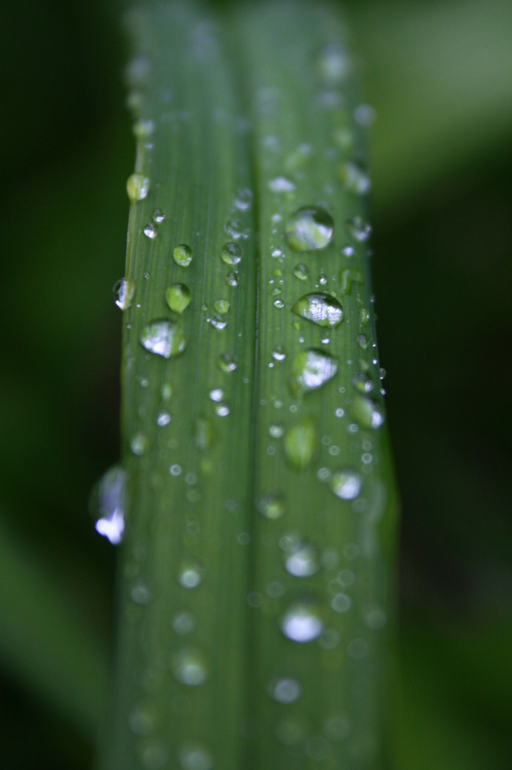 Regen zur Dekoration