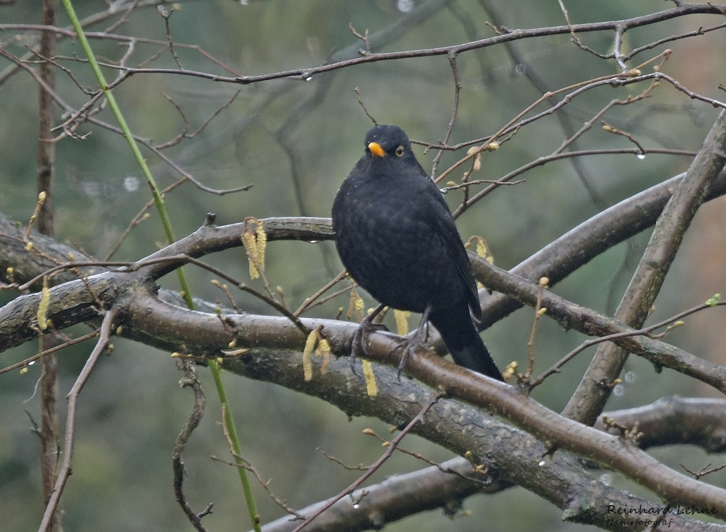  Regenamsel