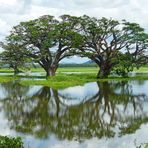 Regenbäume in der Tissamaharama Lagoon