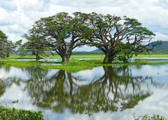 Regenbäume in der Tissamaharama Lagoon