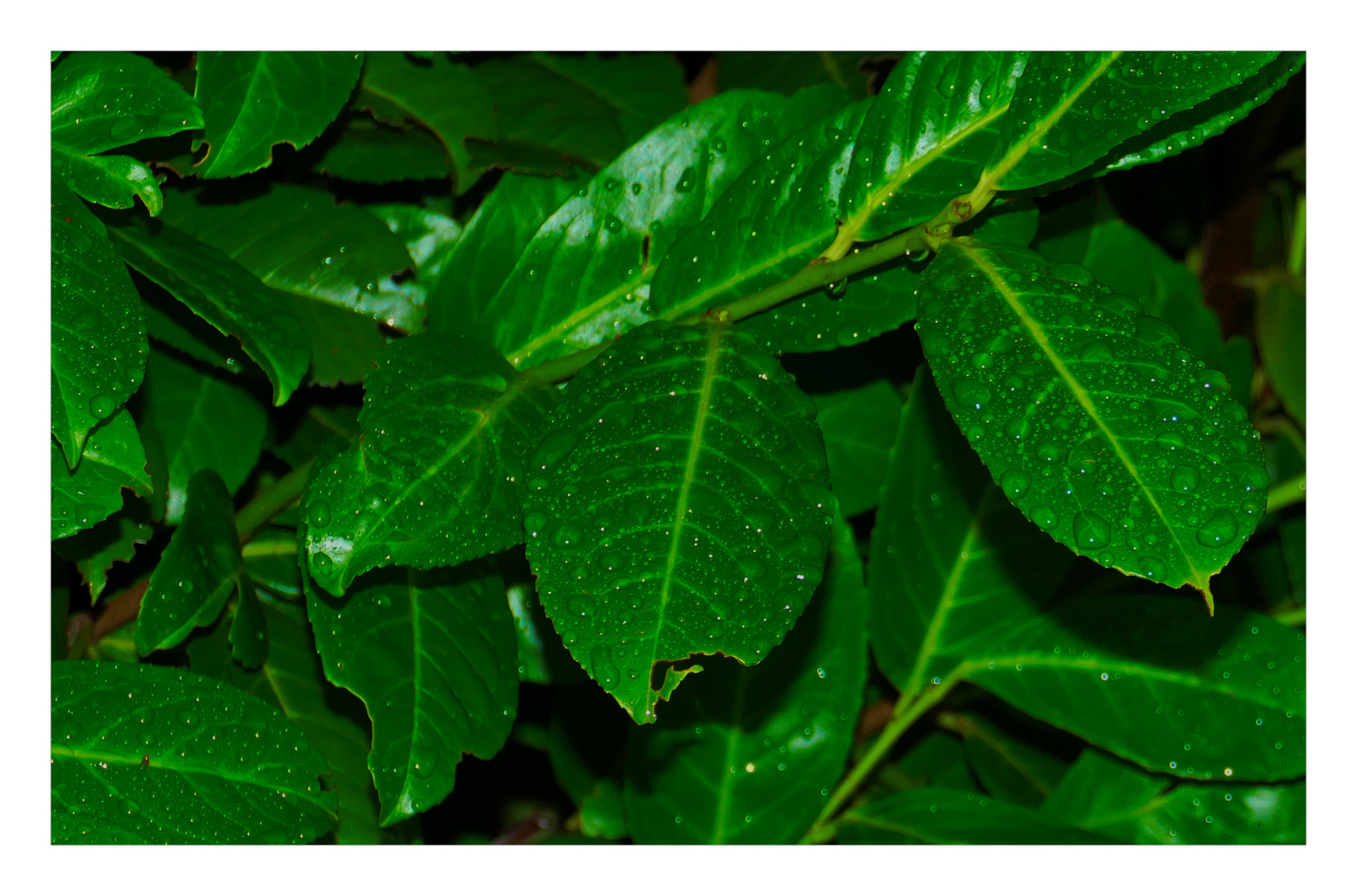 Regenblätter