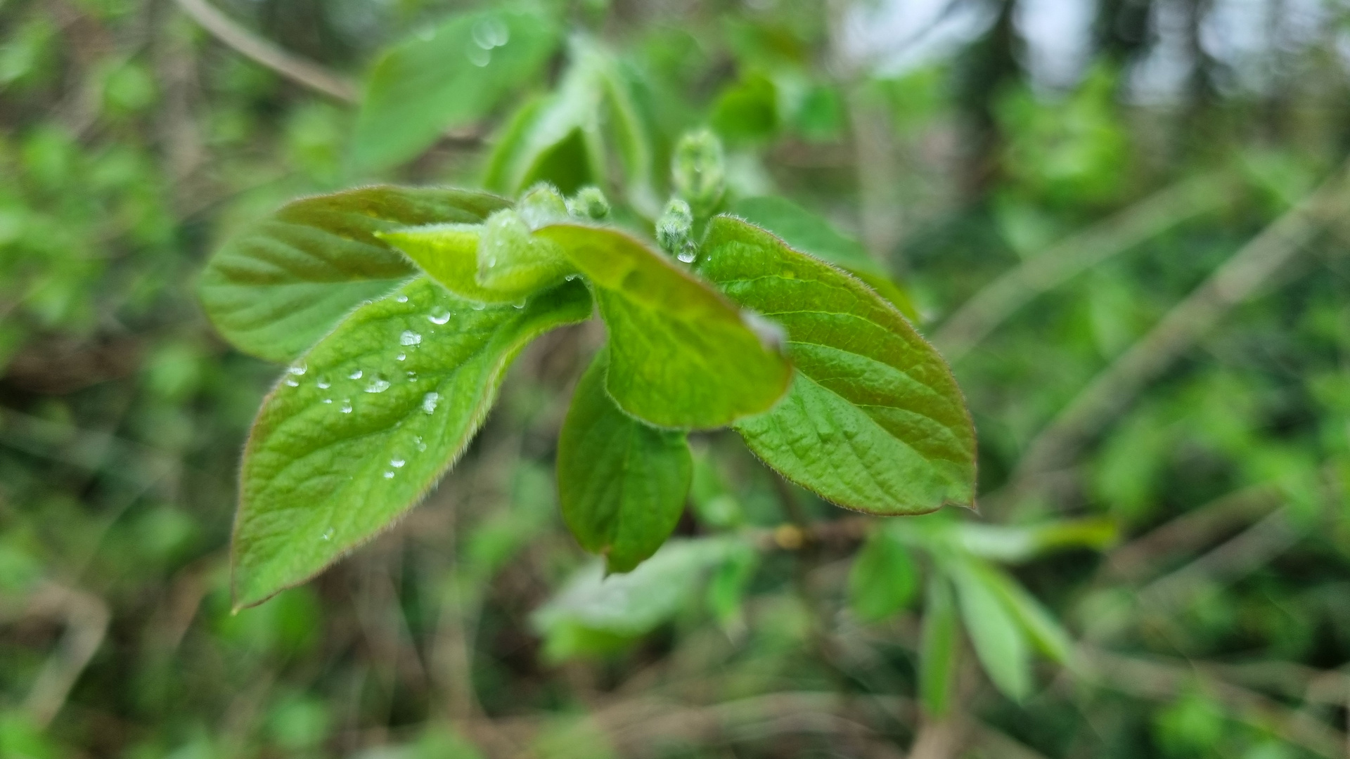 Regenblätter