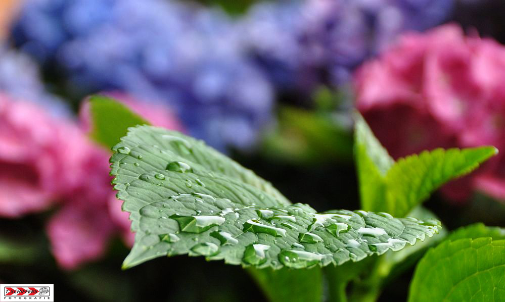 "Regenblömcher"...