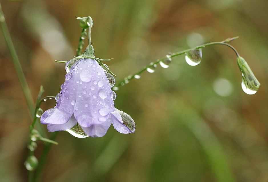 Regenblümchen