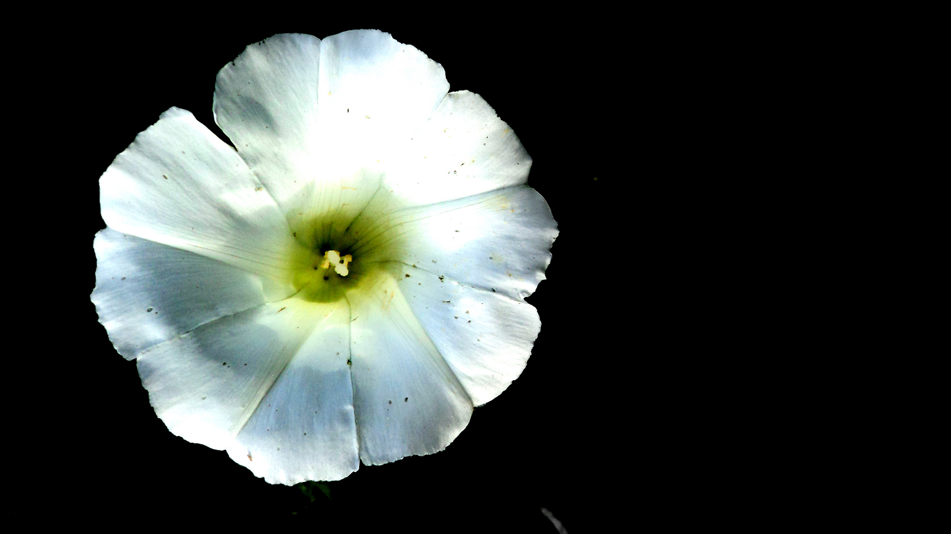 Regenblümchen