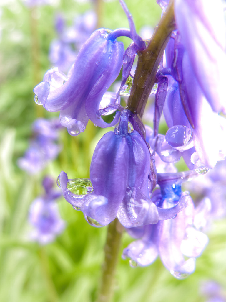 Regenblümchen