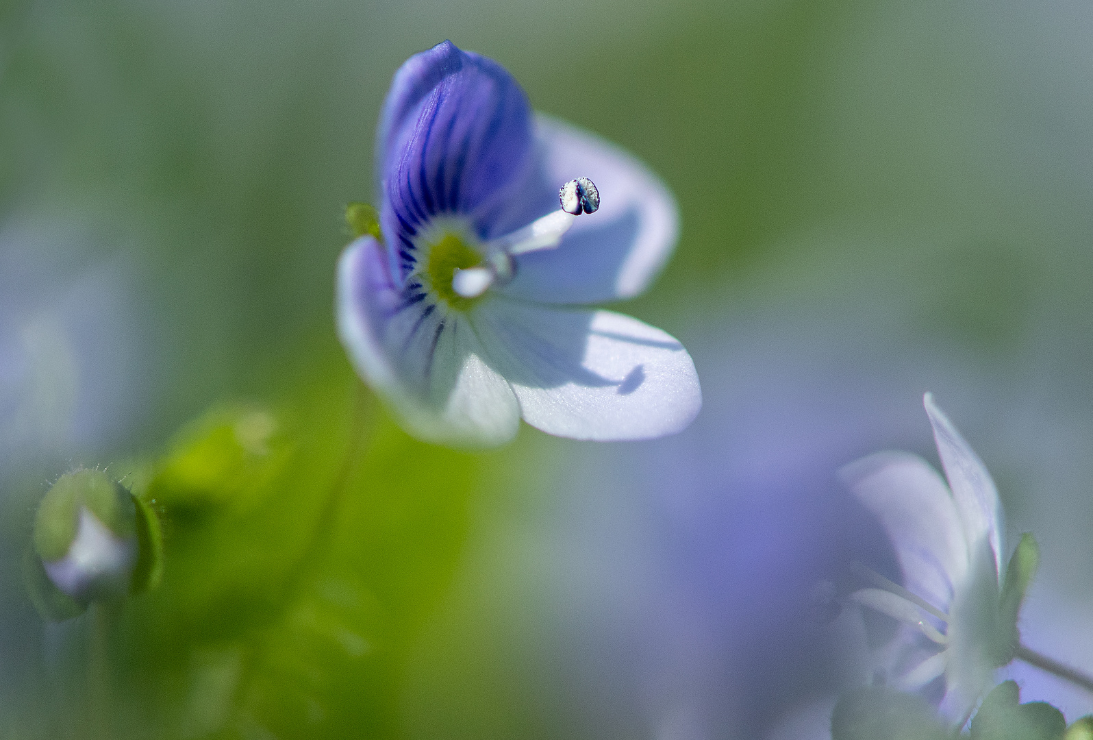 Regenblümchen