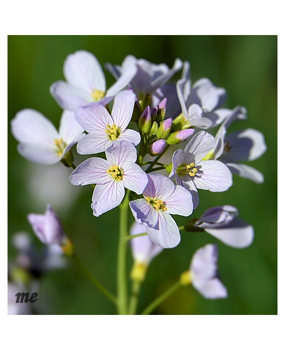 Regenblümchen im Sonnenschein