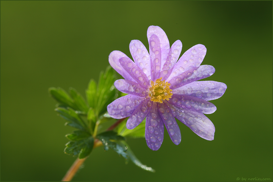 Regenblüte