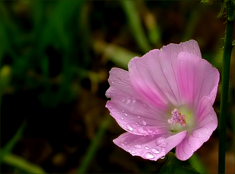 Regenblüte