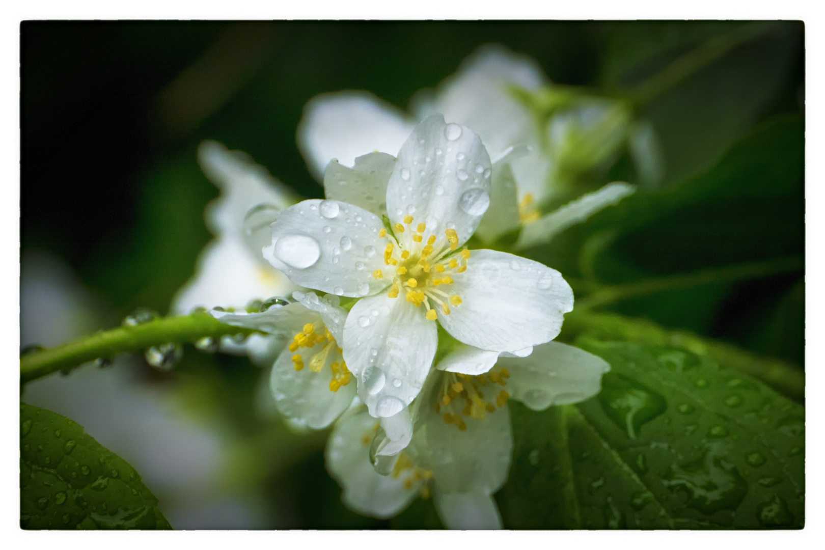 Regenblüte