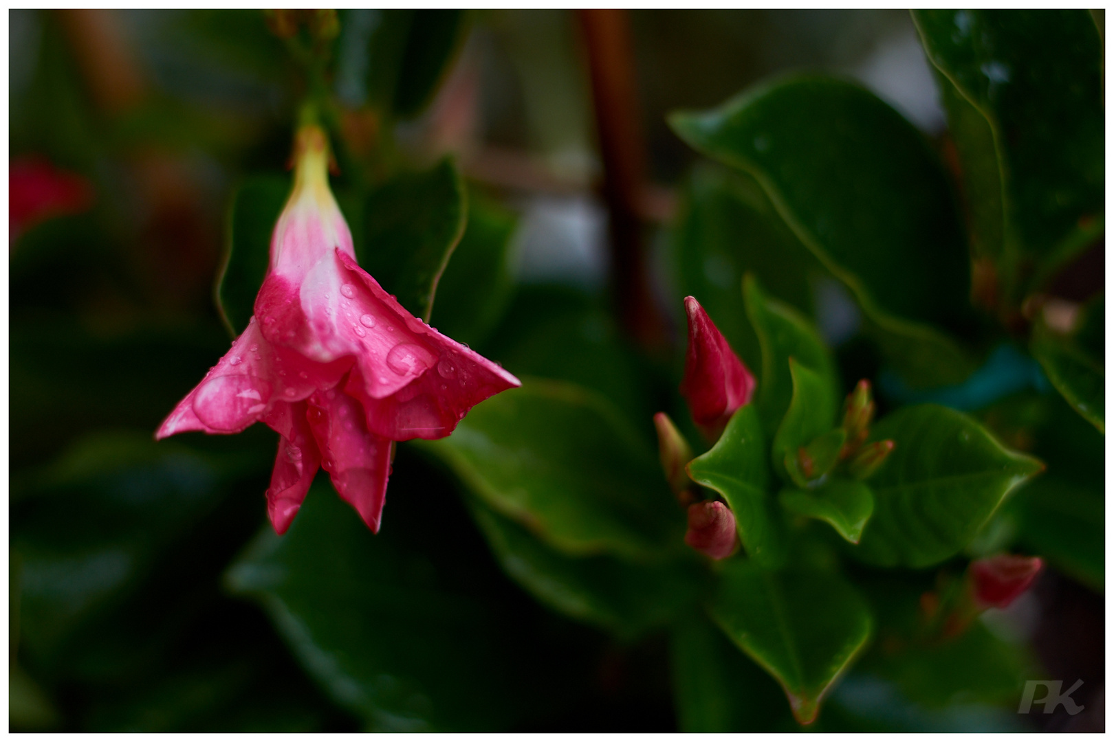 Regenblüte I