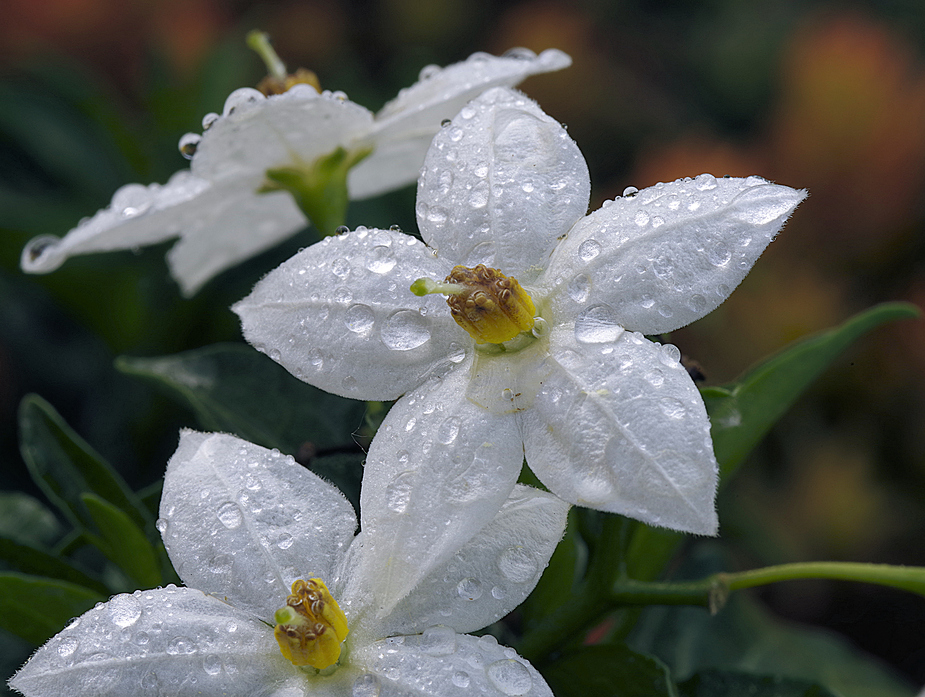 Regenblüten