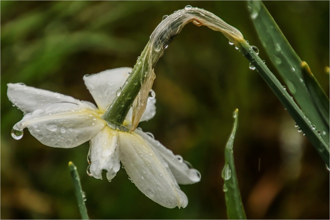 Regenblumen (1)