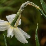 Regenblumen (1)