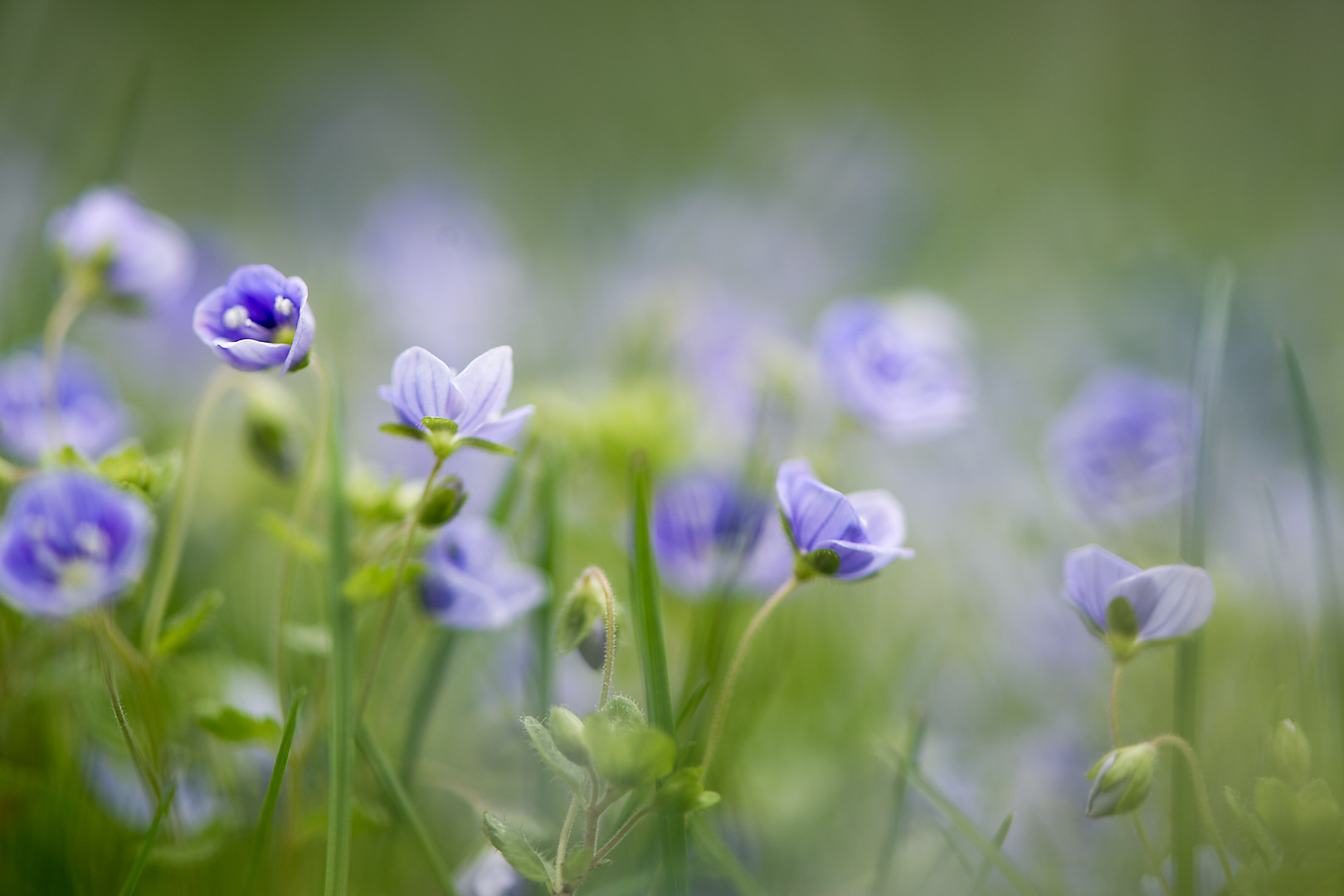 Regenblumen