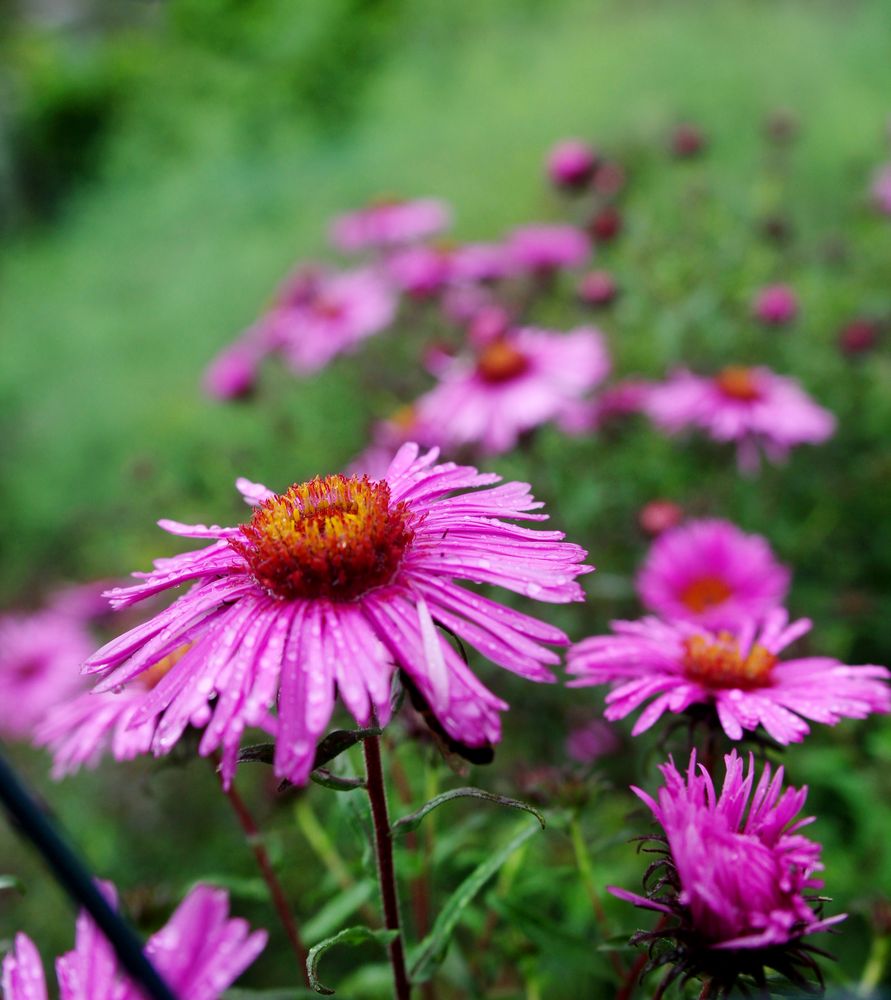 Regenblumen