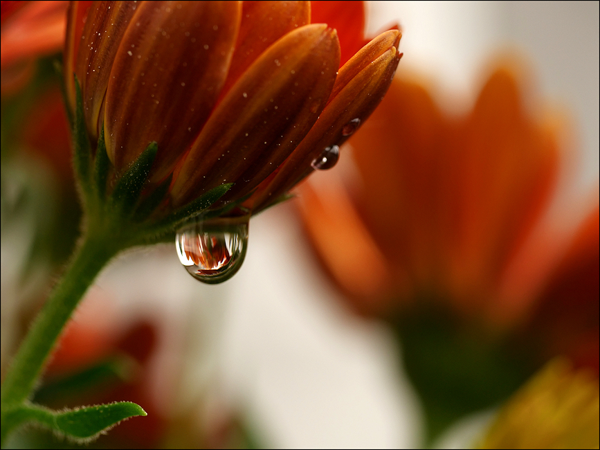 Regenblumen