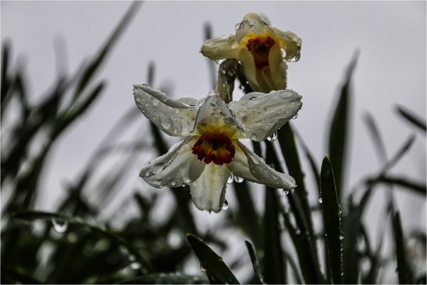 Regenblumen