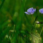 Regenblumen sagten wir immer dazu..wenn man sie abmäht fängts an zu regnen