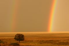 Regenbögen Goldlicht