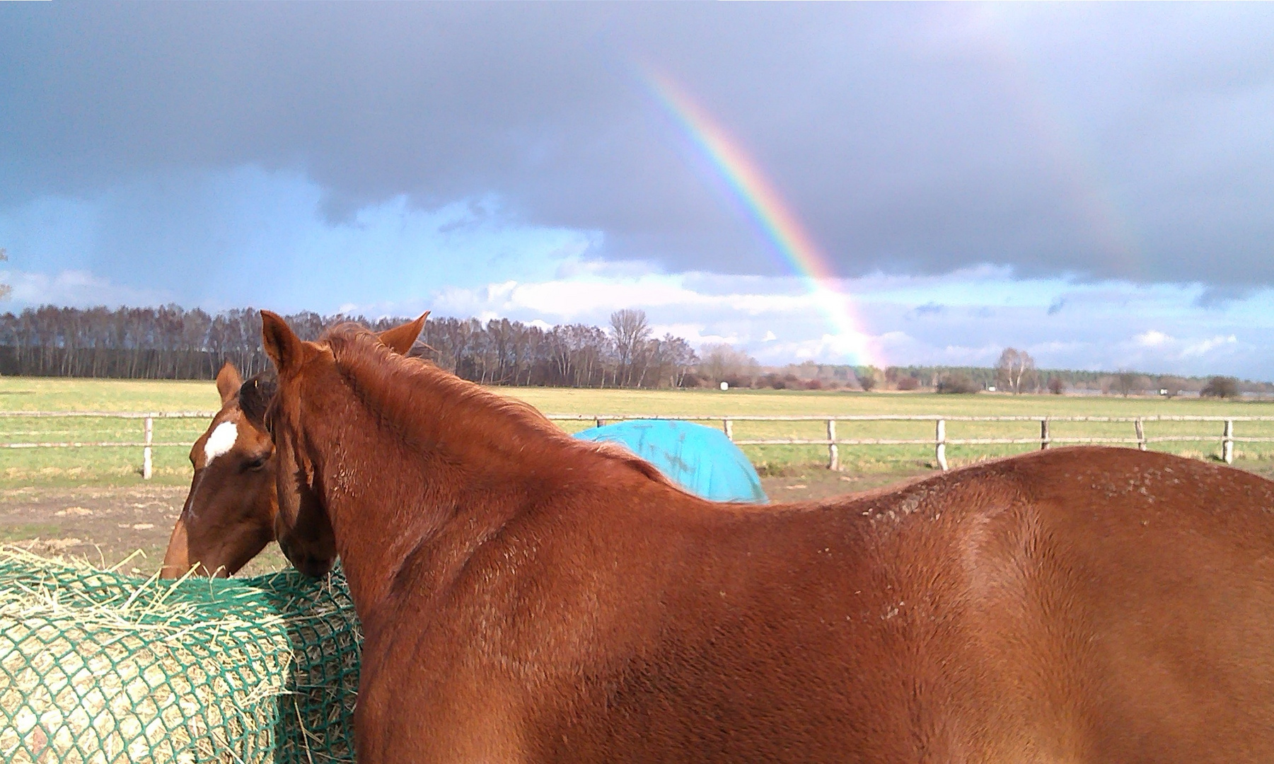 Regenbögen über der Pferdekoppel