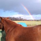 Regenbögen über der Pferdekoppel