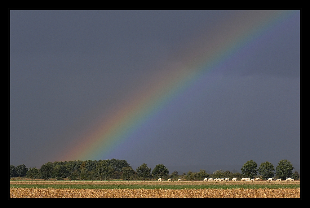 Regenbogen