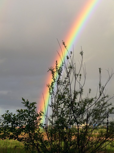 Regenbogen