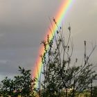 Regenbogen