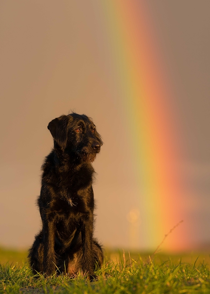 Regenbogen